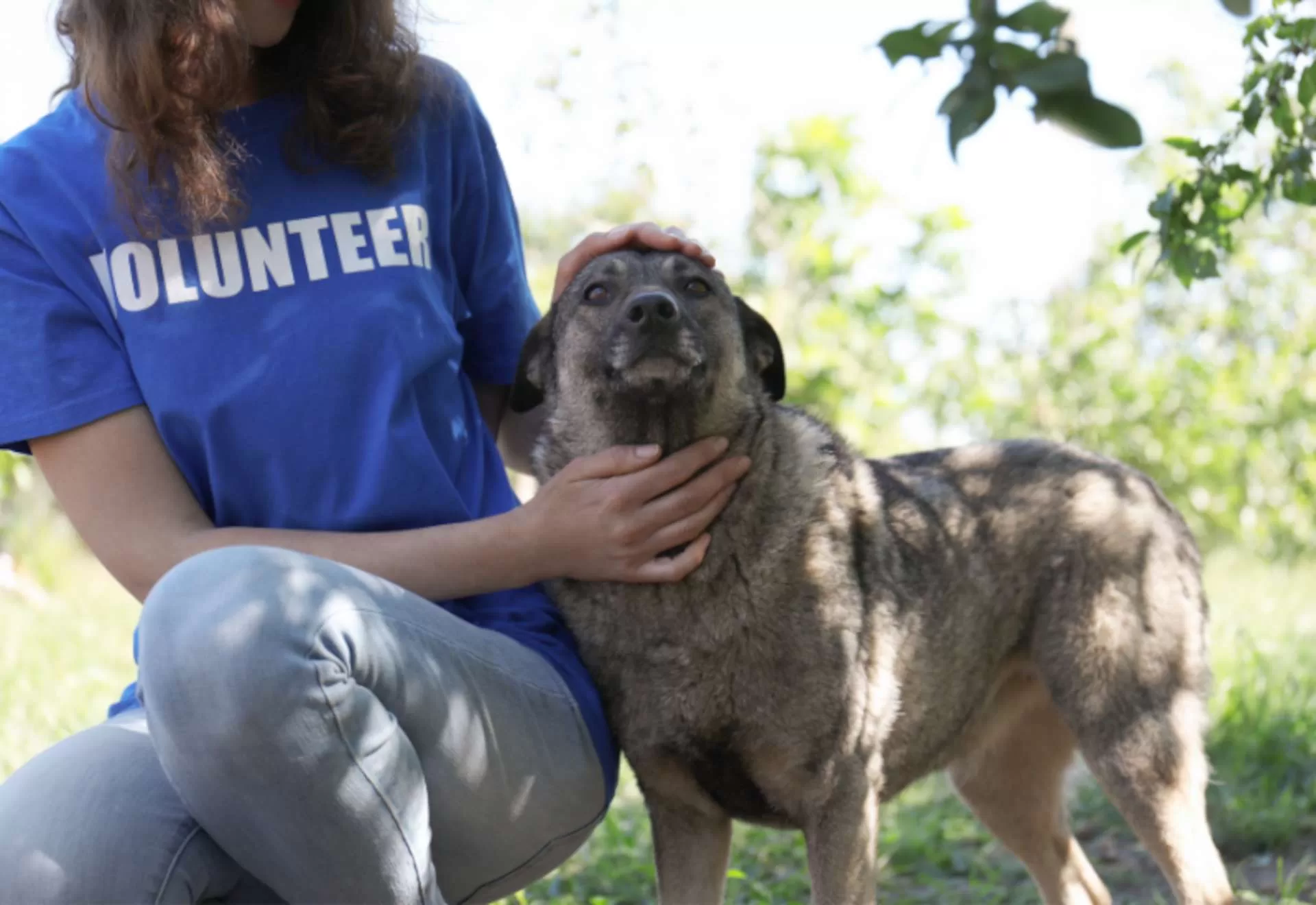 empreendedorismo social animais abandonados